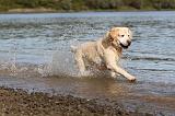 LABRADOR 184